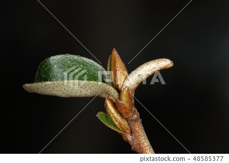 天然植物堅果，3月上旬的芽。鱗片毛在葉子的正面和背面都很明顯 48585377