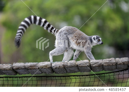 金剛狼狐猴 48585437