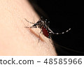 Blood-feeding Aedes albopictus 48585966
