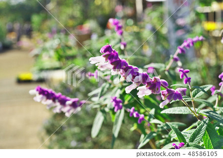 Purple Mexican sage flowers 48586105