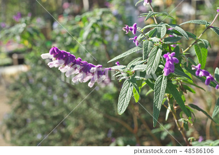 Purple Mexican sage flowers Purple Mexican sage flowers 48586106