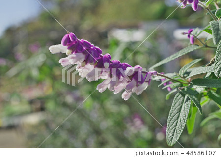 Purple Mexican sage flowers Purple Mexican sage flowers 48586107