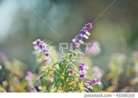 Purple Mexican sage flowers Purple Mexican sage flowers 48586108