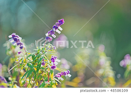 Purple Mexican sage flowers Purple Mexican sage flowers 48586109