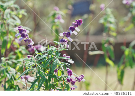 Purple Mexican sage flowers Purple Mexican sage flowers 48586111