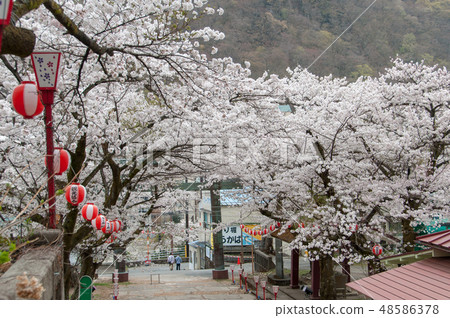 Cherry blossoms at Kinugawa Onsen Eruption Shrine 48586378