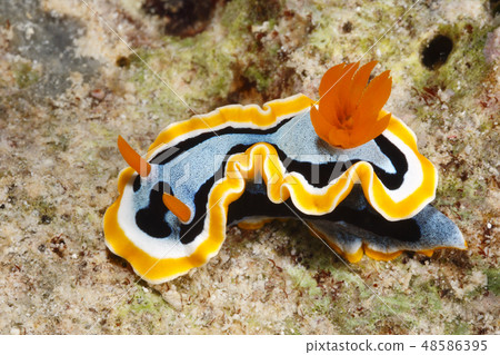 Nudibranch, Chromodoris annae Nudibranch, Chromodoris annae 48586395