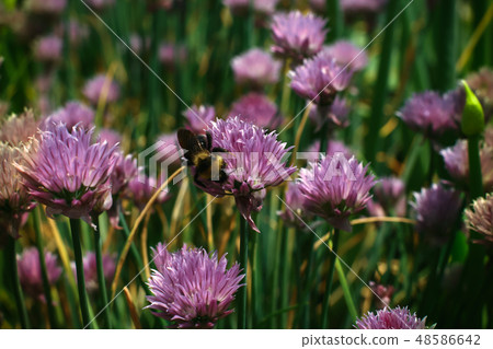Bumblebee collecting nectar on a red clover flower 48586642