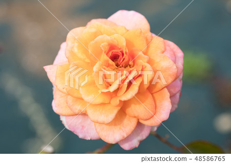 橙色玫瑰花 48586765