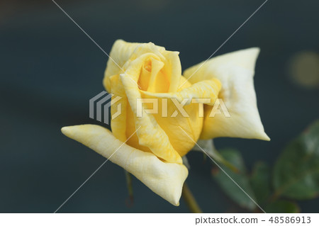 Yellow Rose Flower Yellow Rose Flower 48586913