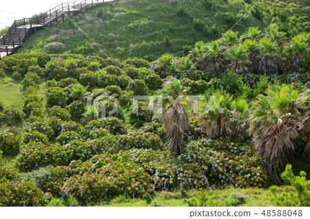 Songak Mountain, promenade, Songak Mountain, promenade, 48588048