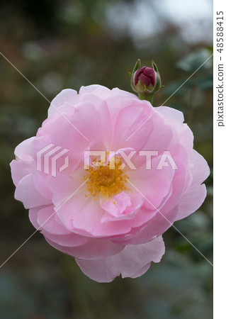 Pink rose flower Pink rose flower 48588415