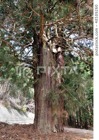 Shiogama-ji寺的雪松 48589260