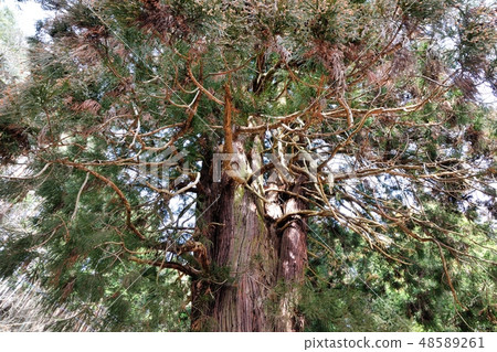 Shiogama-ji寺的雪松 48589261