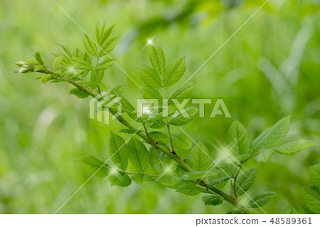 Fresh green _ Wakaba and sparkle 48589361