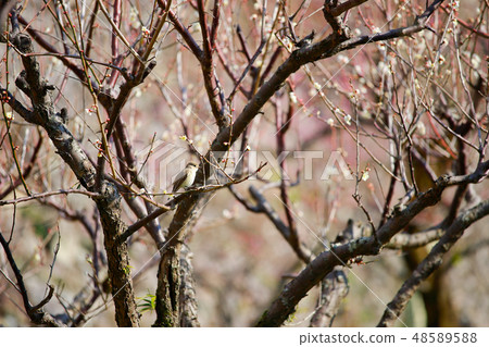 紅喉姬鶲 48589588