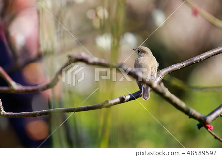 紅喉姬鶲 48589592