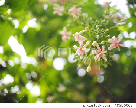 Chinese honey Suckle flower, Rangoon creeper plant Chinese honey Suckle flower, Rangoon creeper plant 48590005