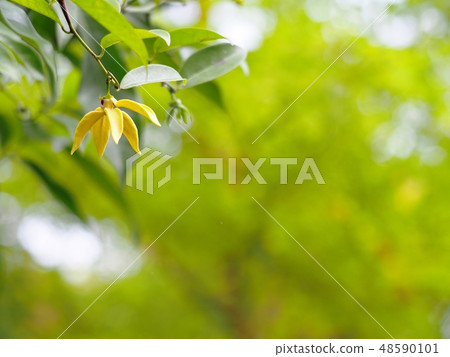 large creeping plant ANNONACEAE Artabotrys flowers large creeping plant ANNONACEAE Artabotrys flowers 48590101