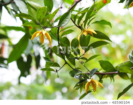 large creeping plant ANNONACEAE Artabotrys flowers 48590104