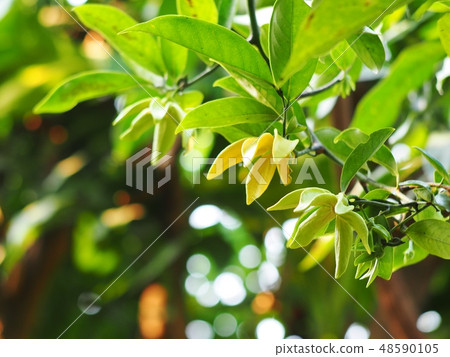 large creeping plant ANNONACEAE Artabotrys flowers large creeping plant ANNONACEAE Artabotrys flowers 48590105
