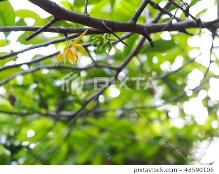 large creeping plant ANNONACEAE Artabotrys flowers large creeping plant ANNONACEAE Artabotrys flowers 48590106