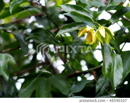 large creeping plant ANNONACEAE Artabotrys flowers large creeping plant ANNONACEAE Artabotrys flowers 48590107