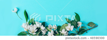Creative layout with blooming apple tree on a blue background. Flat lay. Concept - spring minimalism Creative layout with blooming apple tree on a blue background. Flat lay. Concept - spring minimalism 48590300