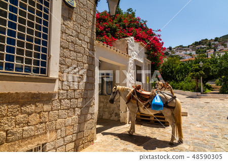 Donkey at the Greek island, Hydra. Summer day Donkey at the Greek island, Hydra. Summer day 48590305