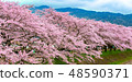 Cherry blossom in japan spring 48590371