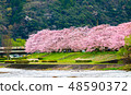 Cherry blossom in japan spring 48590372