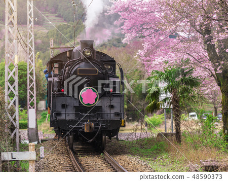 Train with cherry blossom in japan Train with cherry blossom in japan 48590373