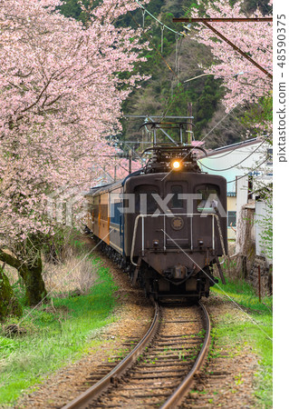 Train with cherry blossom in japan Train with cherry blossom in japan 48590375