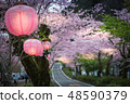Cherry blossom in japan spring 48590379