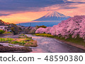 Mountain fuji in cherry blossom sunset 48590380