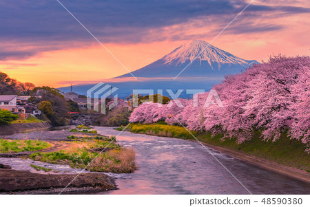 Mountain fuji in cherry blossom sunset Mountain fuji in cherry blossom sunset 48590380