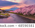 Mountain fuji in cherry blossom sunset 48590381