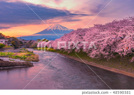 Mountain fuji in cherry blossom sunset Mountain fuji in cherry blossom sunset 48590381