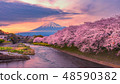 Mountain fuji in cherry blossom sunset 48590382