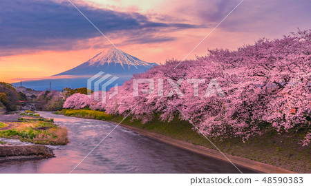 Mountain fuji in cherry blossom sunset Mountain fuji in cherry blossom sunset 48590383