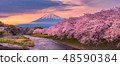 Mountain fuji in cherry blossom sunset 48590384