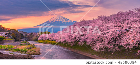 Mountain fuji in cherry blossom sunset Mountain fuji in cherry blossom sunset 48590384