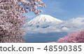 Mountain fuji and cherry blossom full bloom 48590385