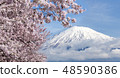Mountain fuji and cherry blossom full bloom 48590386