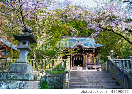 Kamakura Spirit Shrine Main Hall and cherry blossoms 48590672