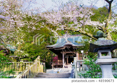 Kamakura Spirit Shrine Main Hall and cherry blossoms 48590673