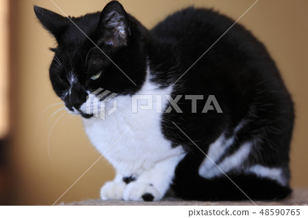 Cat sitting in a fixed position 48590765