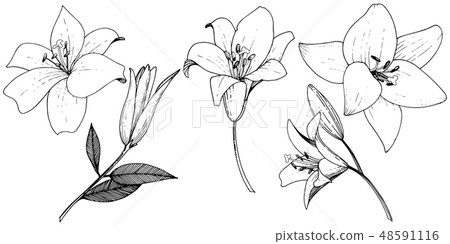Vector Lily floral botanical flower. Black and white engraved ink art. Isolated lilies illustration Vector Lily floral botanical flower. Black and white engraved ink art. Isolated lilies illustration 48591116