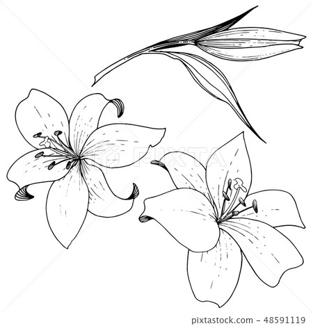 Vector Lily floral botanical flower. Black and white engraved ink art. Isolated lilies illustration Vector Lily floral botanical flower. Black and white engraved ink art. Isolated lilies illustration 48591119