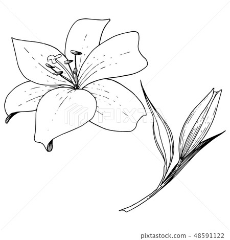 Vector Lily floral botanical flower. Black and white engraved ink art. Isolated lilies illustration Vector Lily floral botanical flower. Black and white engraved ink art. Isolated lilies illustration 48591122